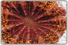 Golden Button Coral